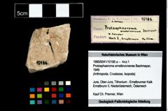 Foto (Objekt + Etikett) von Protosphaeroma ernstbrunnense (Bachmayer, 1949)  (NHMW-GEO-1990-0041-10186a)